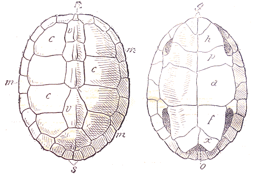 Carapace de tortue