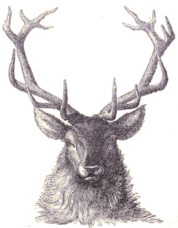 T�te de Cerf d'Europe.