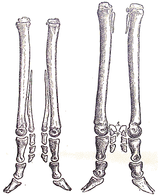 Pieds de Cervid�s.