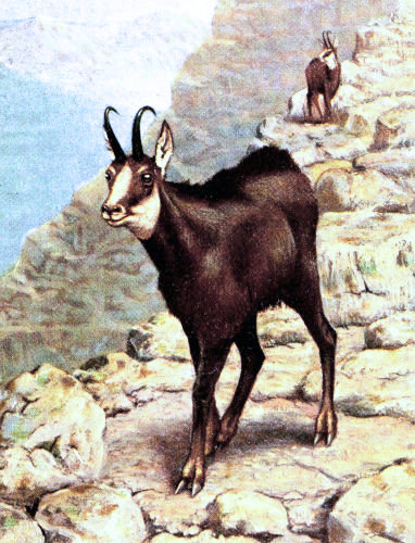 Un Chamois.