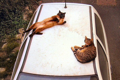 Chats.