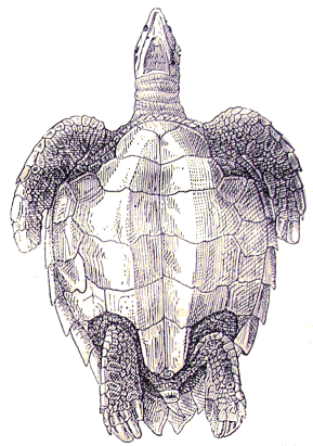 Tortue : Chelonia.