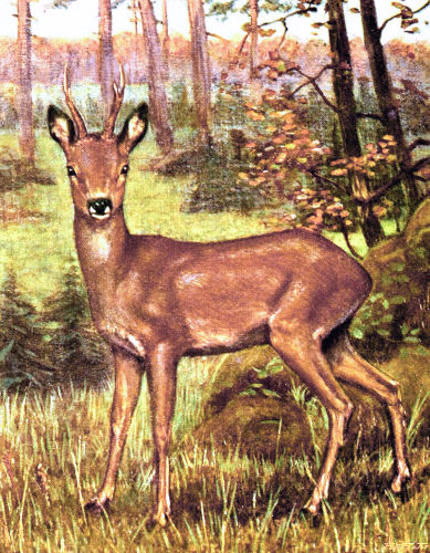 Un Chevreuil m�le.