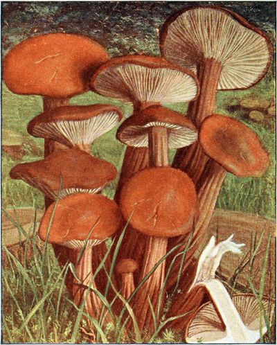 Collybie � pied en fuseau. ( Collybia fusipes).