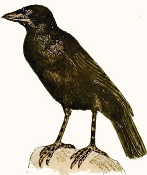 Corneille noire (Corb�).