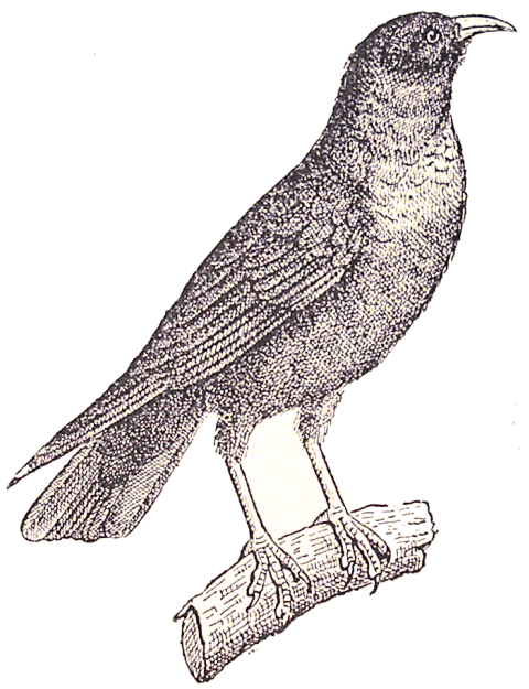 Corbeau crave.