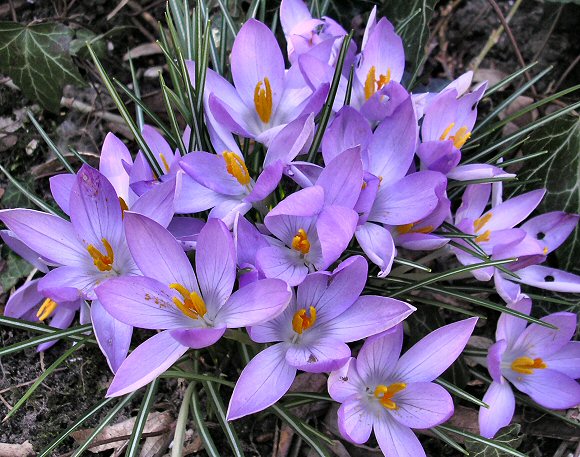 Crocus.