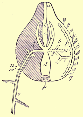 Ct�nophore.