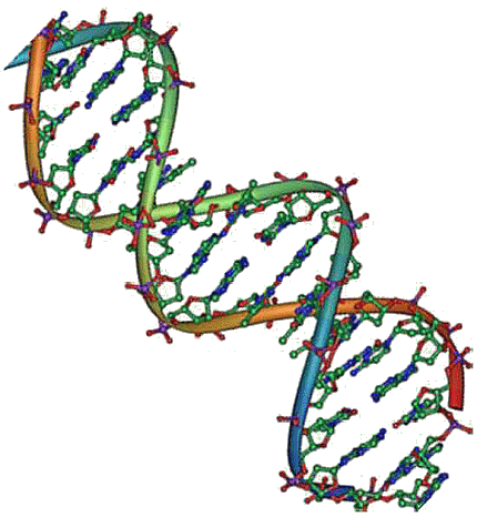 Double h�lice de l'ADN.