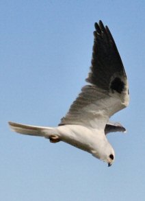 Elanion � queue blanche en vol.