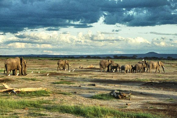 El�phants du Kenya (Amboseli)