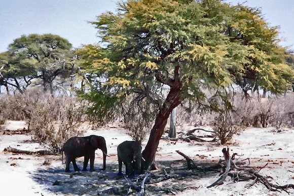 El�phants du Botswana.