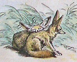 Fennecs.