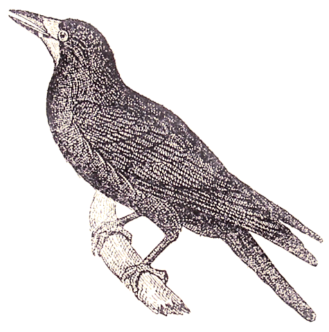 Corbeau freux.