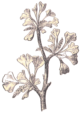 Gingko Biloba.