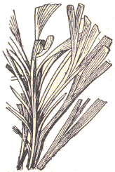 Gingkophyllum.
