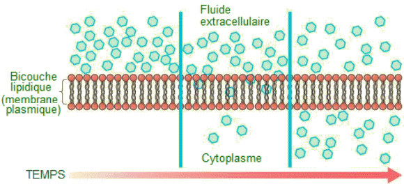 Diffusion suivant le gradient de concentration.