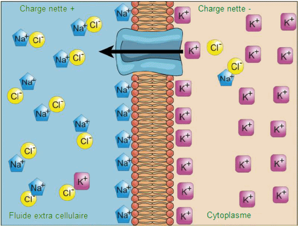 Gradients �lectrochimiques.