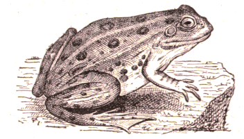 Grenouille.