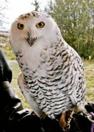 Harfang des neiges.