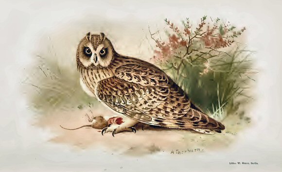 Hibou brachyote.