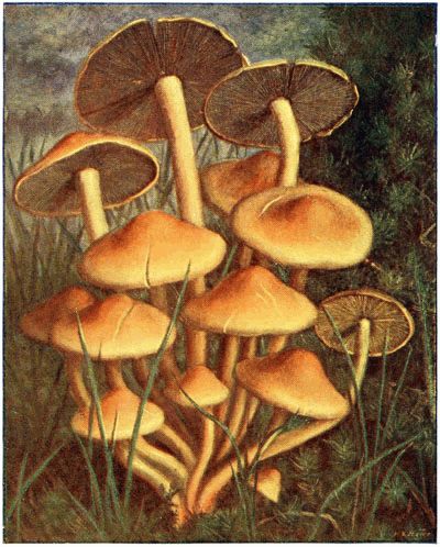 Hypholome fascicul�.