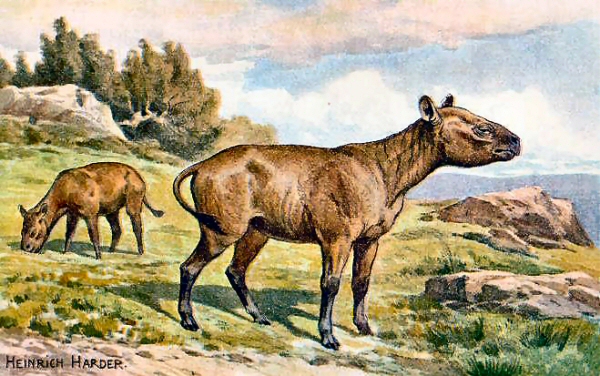 Hyracodon.