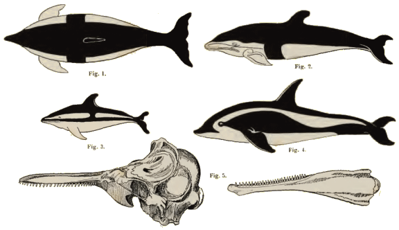 Lagenorhynchus.