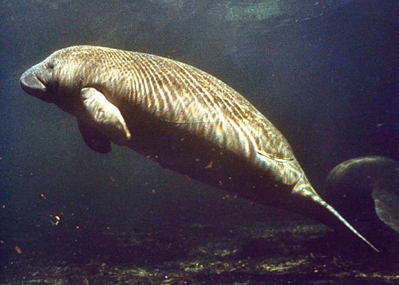 Lamantin.