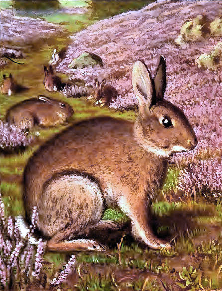 Lapin.