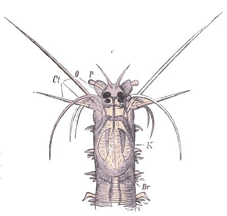 T�te de Leontis dumerilii.