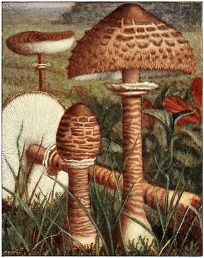 L�piote �lev�e (lepiota procera).