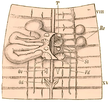 Organes g�nitaux du Lombric.