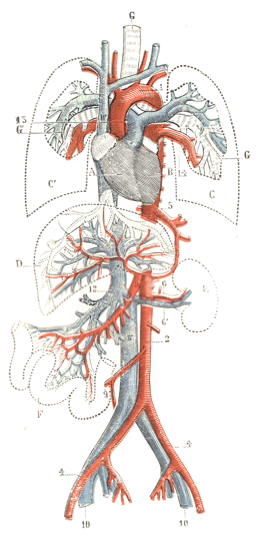 Appareil circulatoire.