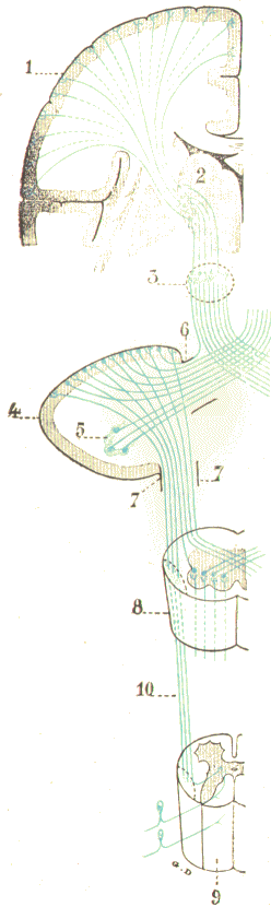 Sens : voie sensitive c�r�belleuse.