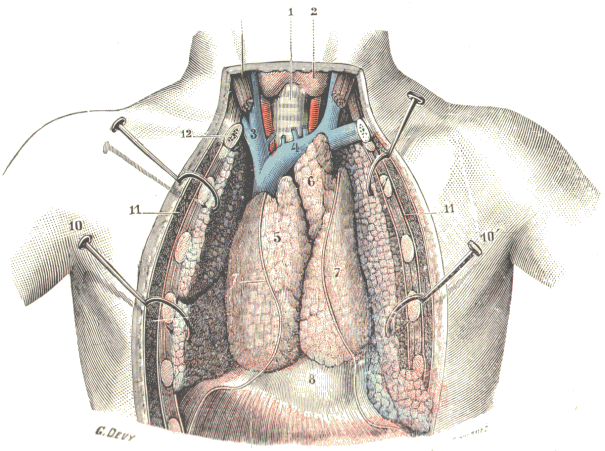 Thymus.