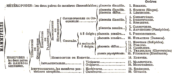 Classification des mammif�res, par Milne-Edwards.