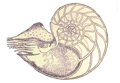 Nautile : Nautilus pompilius.