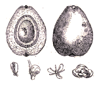Noix de coco.