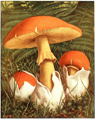 Oronge vraie (amanita caesarea).
