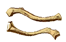 Clavicule.