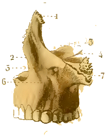 Os maxillaire sup�rieur.