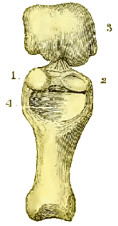 T�te du m�tatarsien du gros orteil.