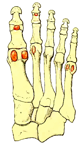 S�samo�des du pied.