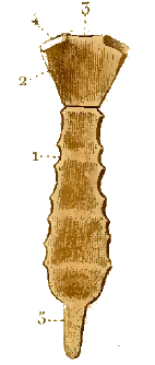 Sternum.