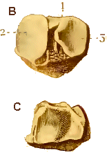 Extrémités du tibia.