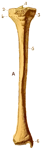 Tibia..