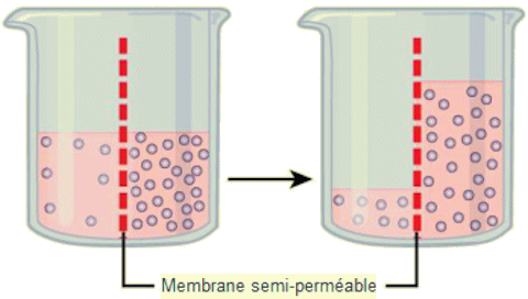 Principe de l'osmose.