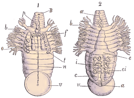 Ozobranchus.