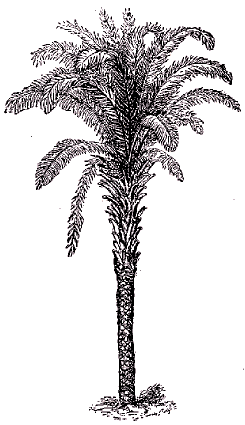 Palmier � huile (Elaeis guineensis).